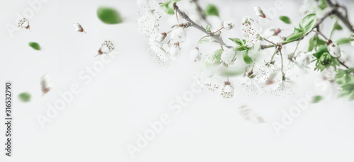 Springtime cherry  blossom on white background, top view. Border. Spring mood