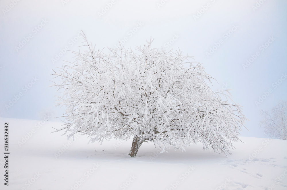 Fototapeta premium Winterlich