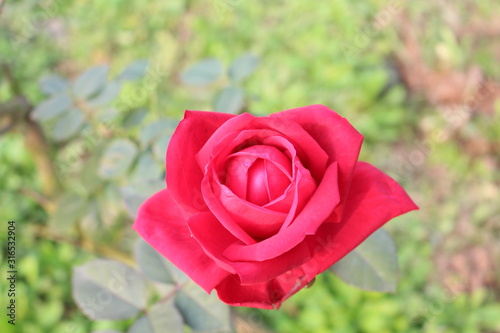 red rose in the garden