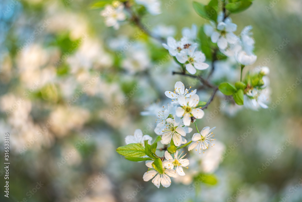 White Flowers of the cherry blossoms on a spring sunny day in orchard garden. Springtime gardening concept White Flowers of the cherry blossoms on a spring sunny day in orchard garden. Springtime gardening concept