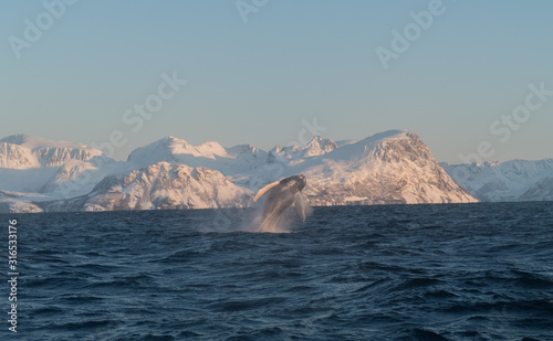 humpback breaching in fron of snowy landscape in lofoten