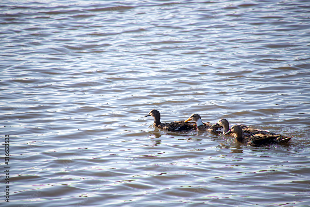 A group of ducks swimming in the water of a pond