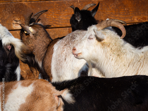 Goat male portrait in winter sunny day in herd of goats