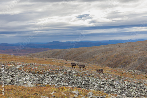 View to Sarek National Park in autumn  Sweden  selective focus