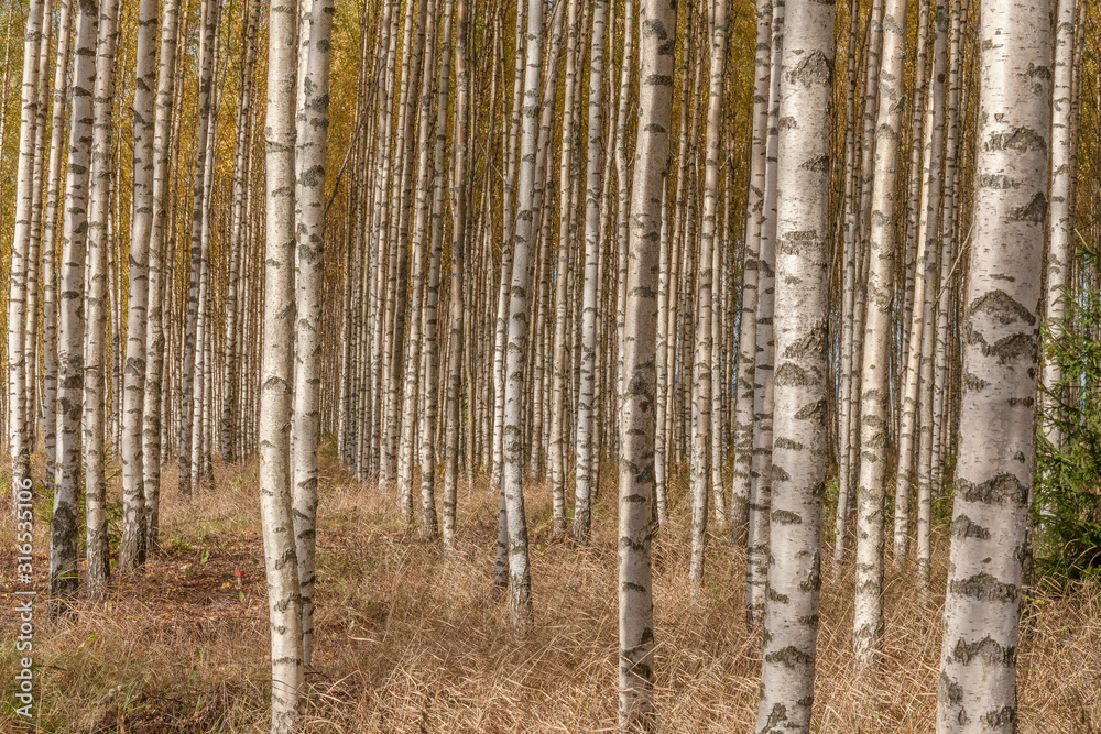Naklejka premium Birch trees with fresh green leaves in autumn. Sweden, selective focus