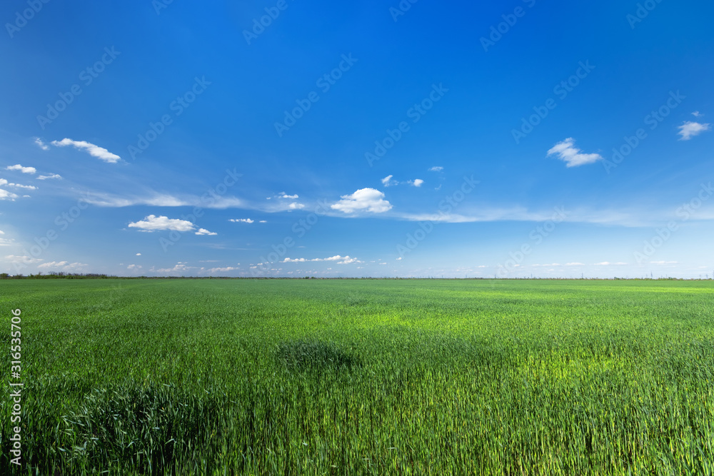 green young wheat field / bright Sunny day agriculture