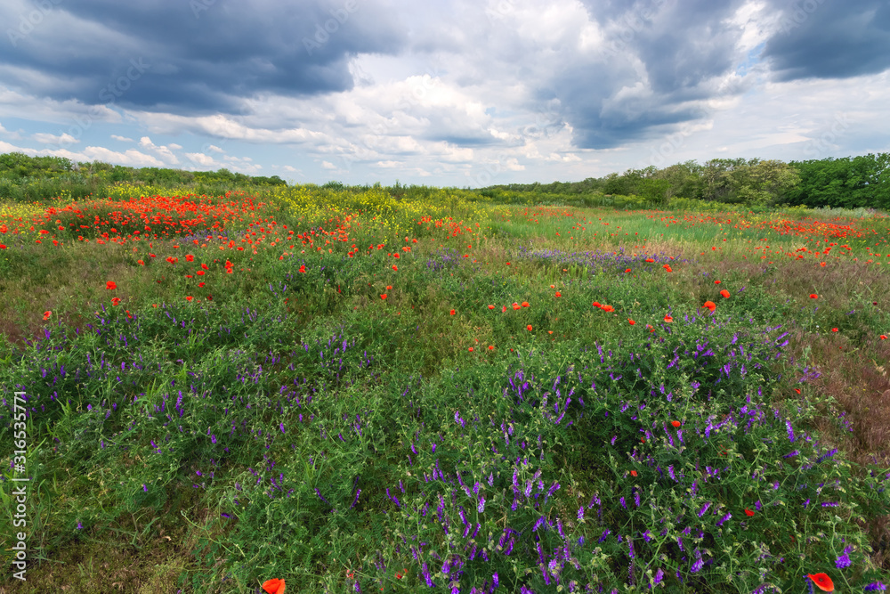 cloudy sky field of wild flowers / natural beauty near the city