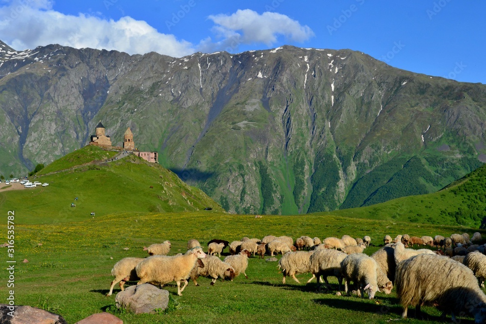 Fototapeta premium Beautiful church in the mountains near city Stepantsminda, Kazbegi, Georgia. Gergeti Trinity Church. Blue sky, white clouds, green grass, herd of sheep.