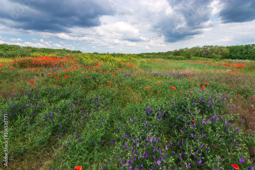 cloudy sky field of wild flowers / natural beauty near the city