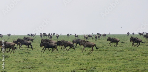 Wildebeest herd running in savannah during great migration, serengeti, Tanzania, Africa