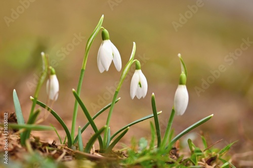 Snowdrops. First beautiful small white spring flowers in winter time. Colorful nature background at the sunset. (Galanthus).