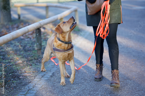 Fuchsroter Labrador Retriever Portrait