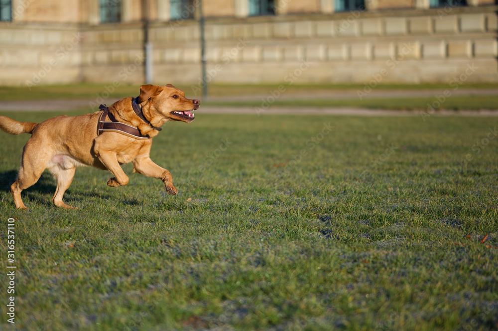 Obraz premium Fuchsroter Labrador Retriever in vollem Lauf