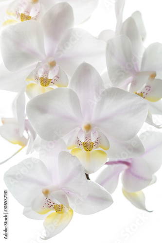 Flowers of white orchids