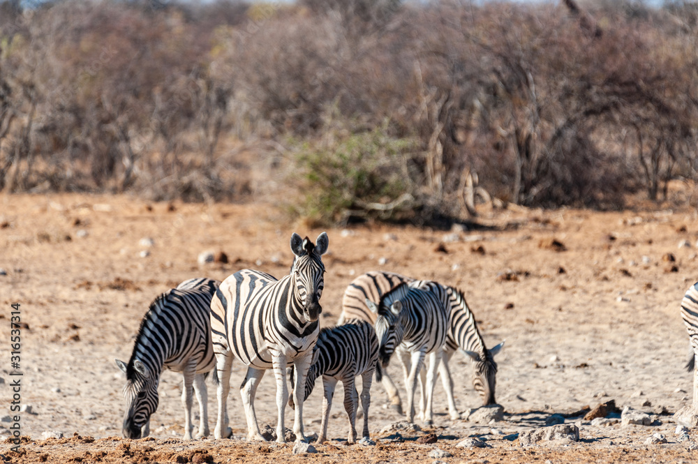 Obraz premium Telephoto shot of a group of Burchell's Plains zebras -Equus quagga burchelli- standing on the plains of Etosha National Park, Namibia.