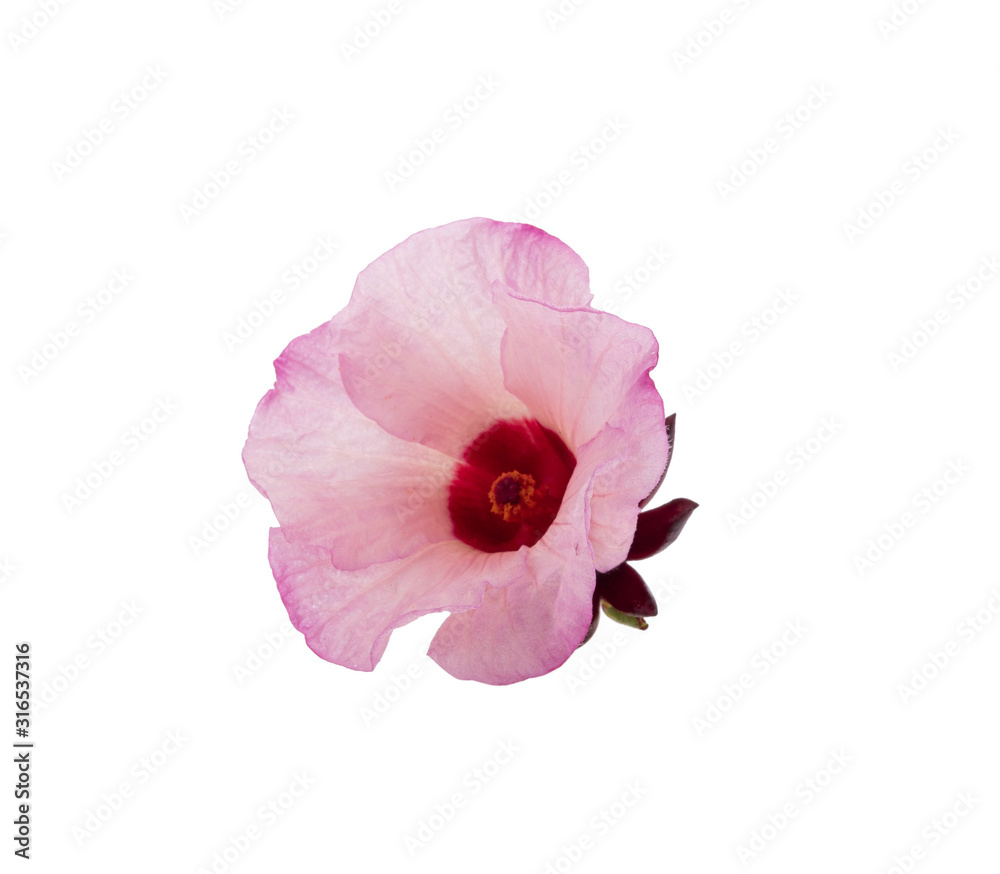 Fototapeta premium Roselle hibiscus on white background