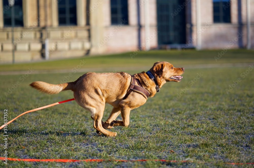Fuchsroter Labrador Retriever in vollem Lauf Fuchsroter Labrador Retriever in vollem Lauf