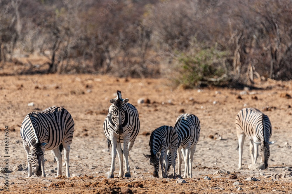 Obraz premium Telephoto shot of a group of Burchell's Plains zebras -Equus quagga burchelli- standing on the plains of Etosha National Park, Namibia.