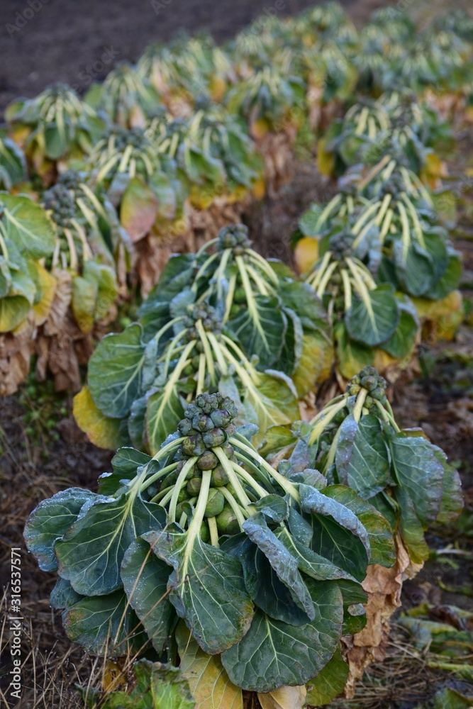 Brussels sprouts field