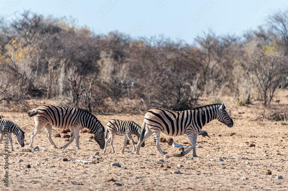 Obraz premium Telephoto shot of a group of Burchell's Plains zebras -Equus quagga burchelli- standing on the plains of Etosha National Park, Namibia.