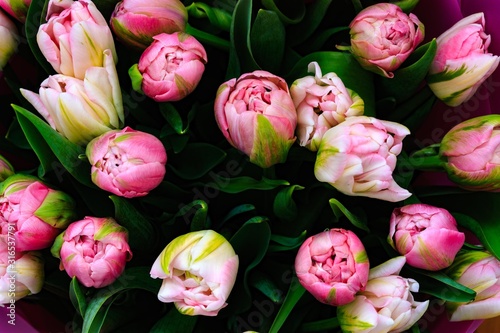 swieze-rozowe-tulipany