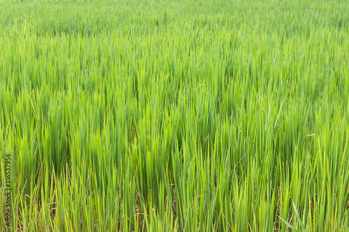 Green shoots of vegetation in a rice field. copy space background  texture suitable for advertising