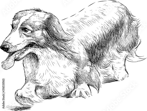 Sketch of longhair dachshund walking