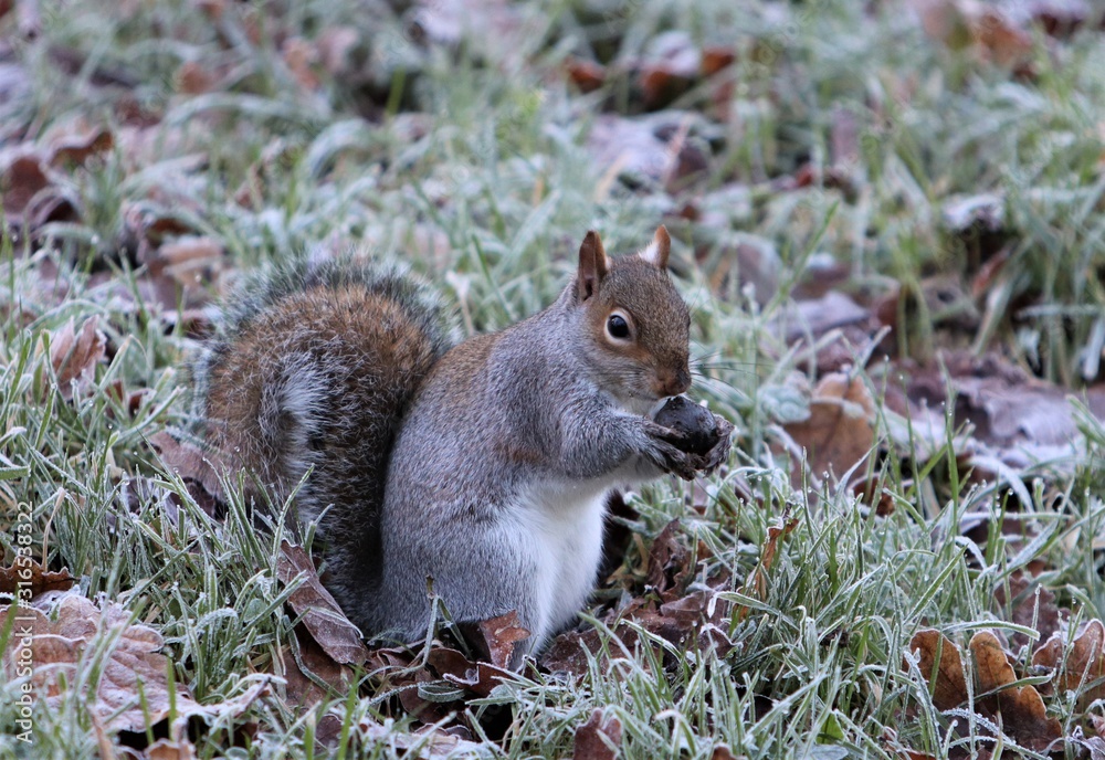 Squirrel eating nut on cold frosty morning Squirrel eating nut on cold frosty morning