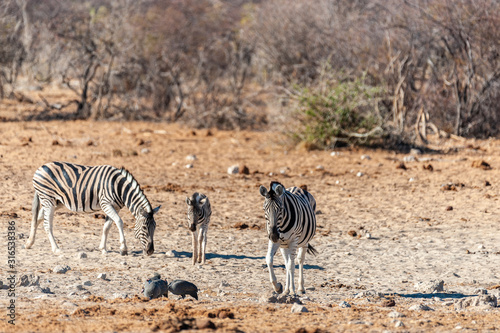 Telephoto shot of a group of Burchell s Plains zebras -Equus quagga burchelli- standing on the plains of Etosha National Park  Namibia.