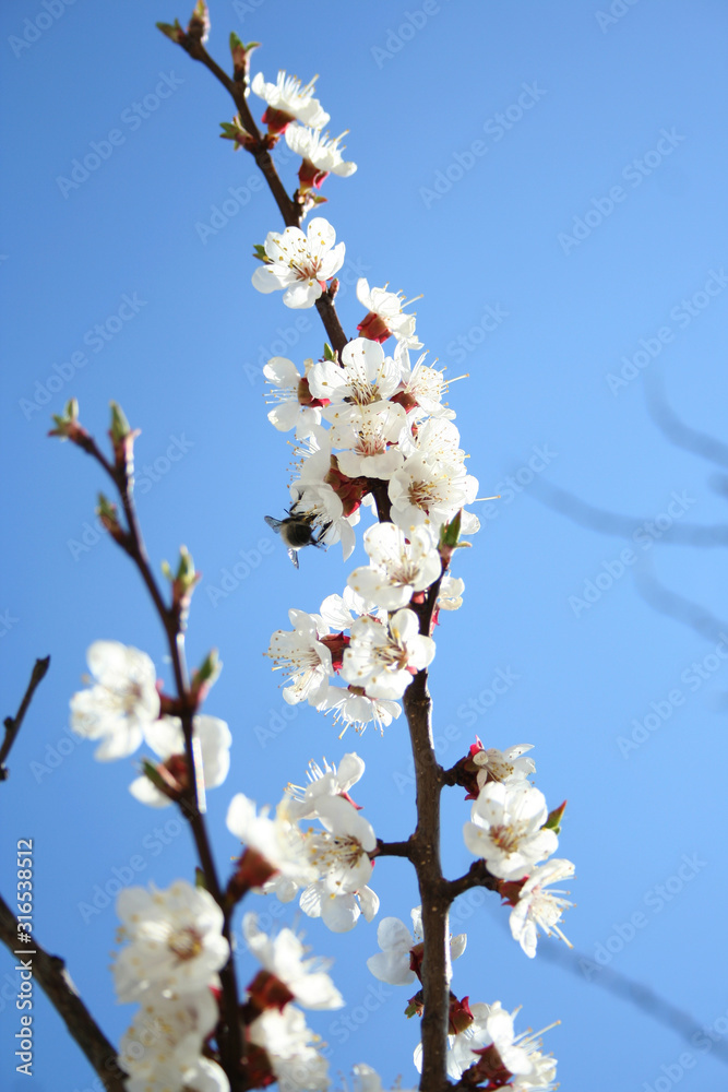 Cherry tree branch with blooming flowers isolated on blue sky background