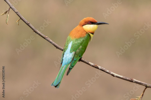 Chestnut-headed bee-eater (Merops leschenaulti) beautiful green with orange head lonely perching on stick in open grass field over blur fine background, fascinated animal