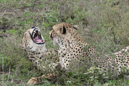 Canvas Print Two cheetah brothers  in savannah, serengeti, tanzania, africa