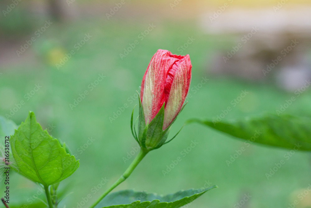 Red hibiscus flower, chinese rose or chaba flower bud on blur nature background. Red hibiscus flower, chinese rose or chaba flower bud on blur nature background.