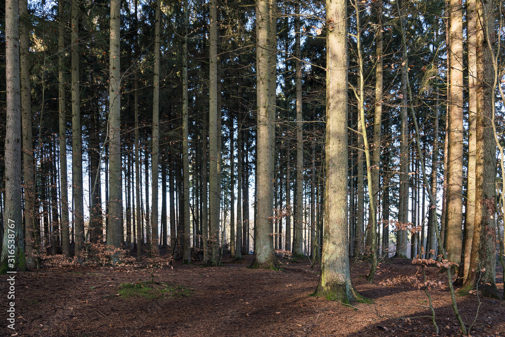 Obraz premium Large group of spruce tree trunks in the forest