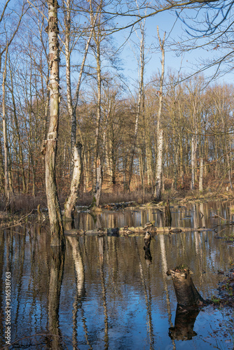 Flooded forest with reflections in the water