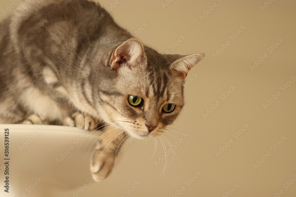 獲物を狙う目の猫コピースペースアメリカンショートヘアー Stock Photo Adobe Stock