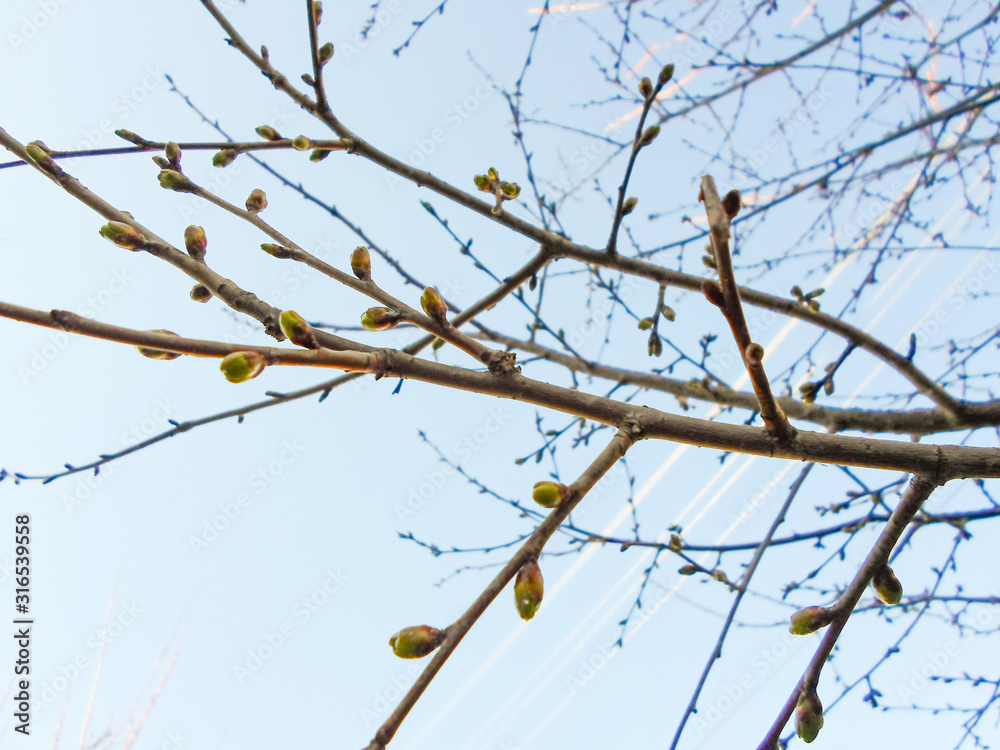Apricot tree buds close-up. Leaves bloom in spring on a tree.