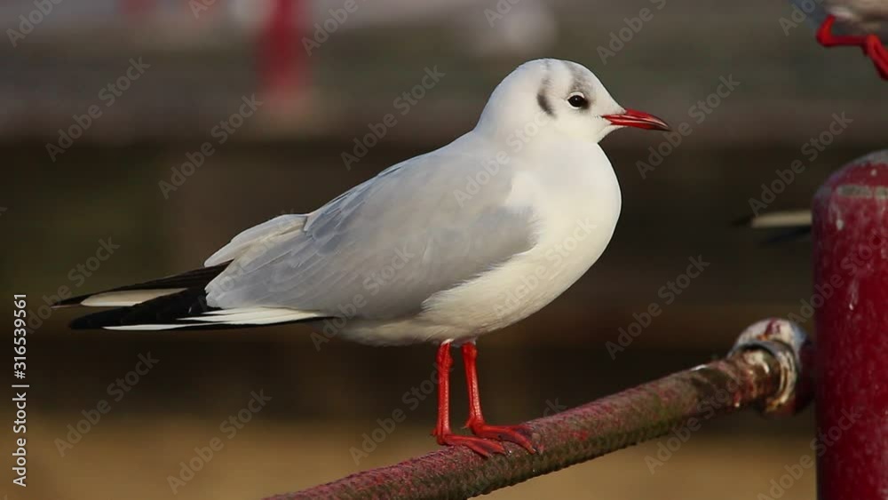 seagull on a post seagull on a post