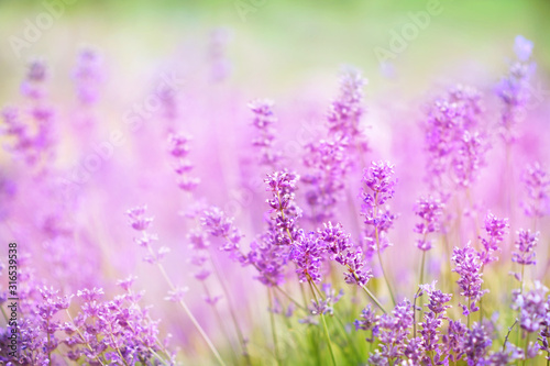 Summer blossoming lavender, flower field background, pastel and soft floral card, selective focus, shallow DOF, toned