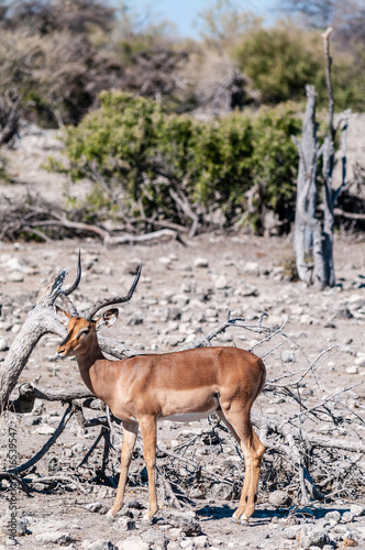 Fototapeta Naklejka Na Ścianę i Meble -  Closeup of an Impala - Aepyceros melampus- grazing on the plains of Etosha National Park, Namibia.