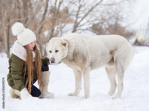 A girl in a white hat and mittens stroking a large purebred Alabai dog on a winter day