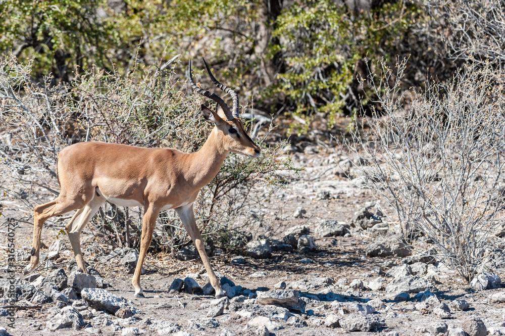 Closeup of an Impala - Aepyceros melampus- grazing on the plains of Etosha National Park, Namibia. Closeup of an Impala - Aepyceros melampus- grazing on the plains of Etosha National Park, Namibia.