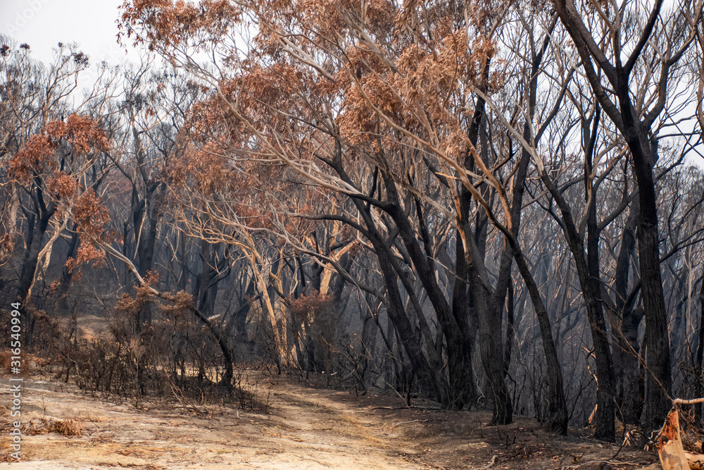 Australian bushfires aftermath: burnt eucalyptus trees damaged by the fire Australian bushfires aftermath: burnt eucalyptus trees damaged by the fire