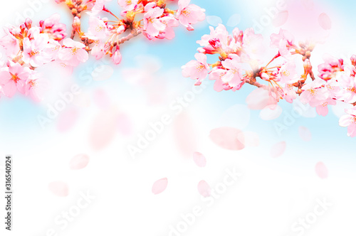 桜がふわふわ舞い降りる © ヨーグル