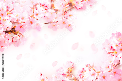 Fotografia 桜がふわふわ舞い降りる
