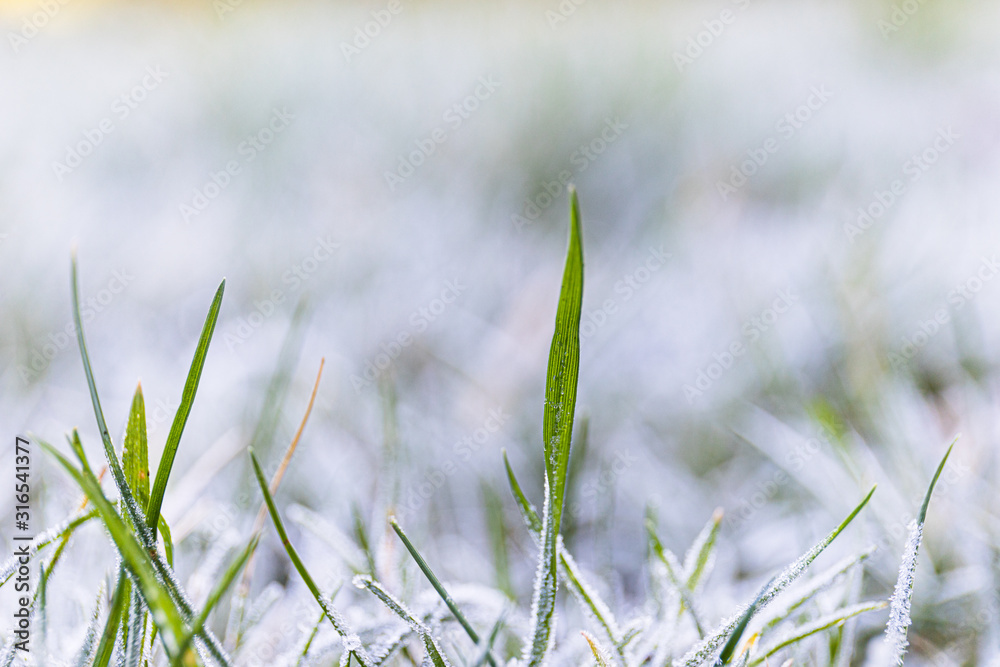 Spring thaw with meting cold white snow disappearing and exposing green grass underneath the frosted ice as a symbol of renewal and springtime concept.