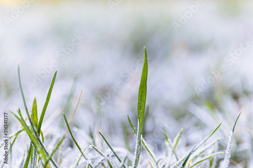 Spring thaw with meting cold white snow disappearing and exposing green grass underneath the frosted ice as a symbol of renewal and springtime concept. © bacothelock