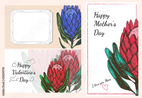 Stock vector illustration for mother's day or valentine's day cards set protea king flower. Spring and summer botanical  template for web site banner or greeting card.