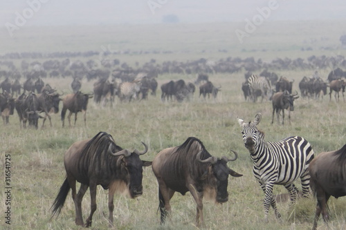 Lare herd of gnus and zebras running in savannah during great migration, serengeti, tanzania, africa