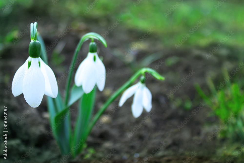 Blooming snowdrops in the forest Blooming snowdrops in the forest